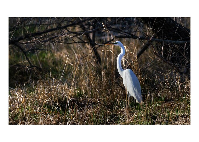 Great Egret Greeting Card featuring the photograph Great Egret Evening by Ed Peterson