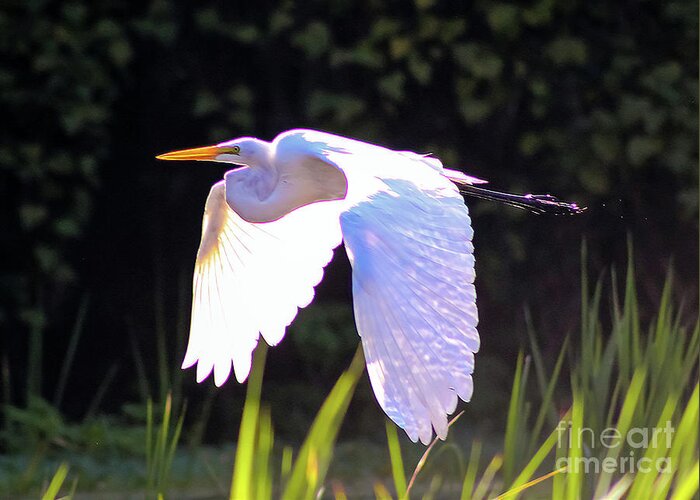 Nature Greeting Card featuring the photograph Great Egret in Flight - Ardea Alba by DB Hayes