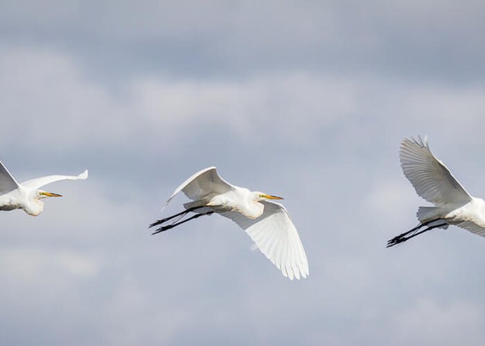 Ardea Alba Greeting Card featuring the photograph Great Egret in Flight by Dawn Currie