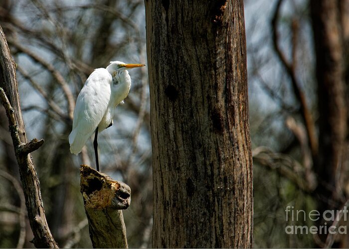 Great Egret Greeting Card featuring the photograph Great Egret by Paul Mashburn