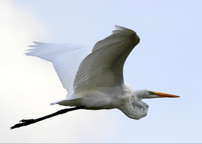 Great Egret Greeting Card featuring the photograph Great Egret Port Jefferson New York by Bob Savage