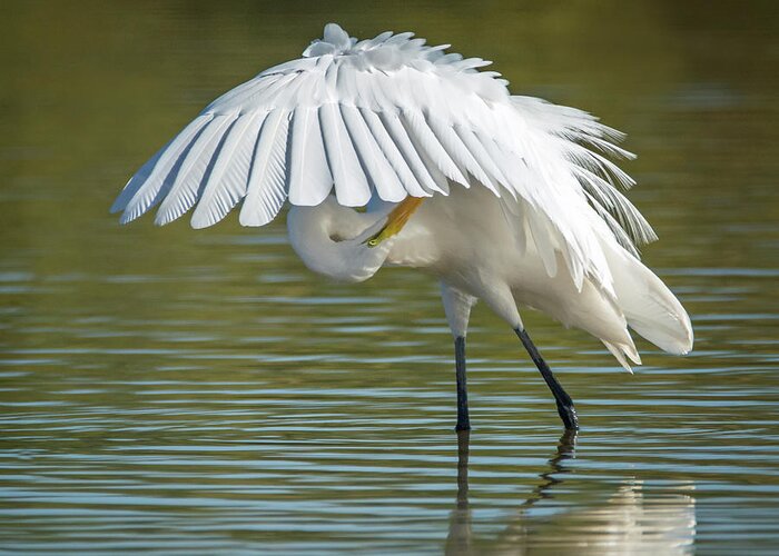Great Greeting Card featuring the photograph Great Egret Preening 8821-102317-2 by Tam Ryan