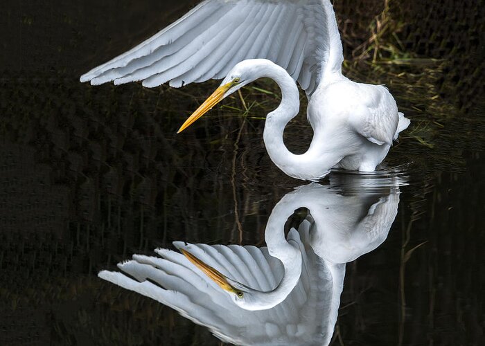 Wildlife Greeting Card featuring the photograph Great Egret Reflection by William Bitman