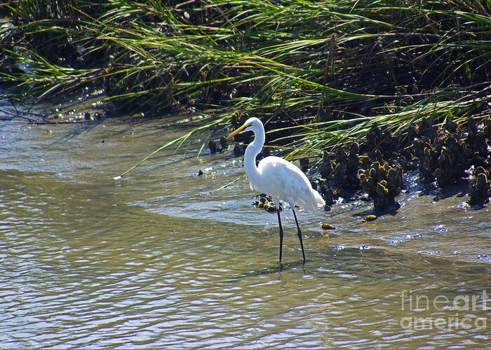 South Carolina Greeting Card featuring the photograph Great Egret by Rich Walter