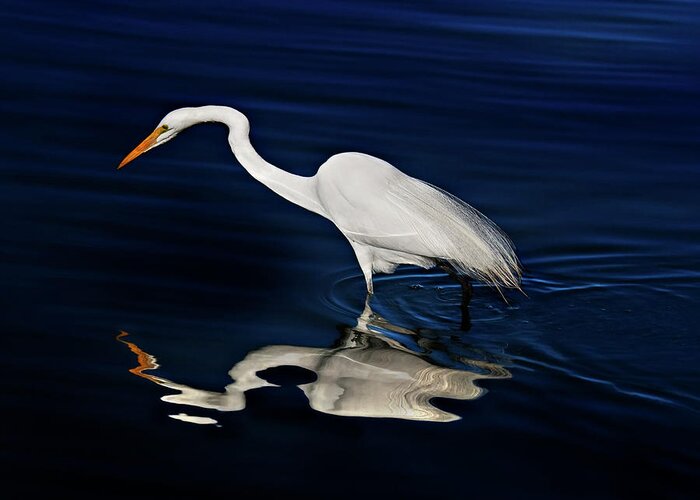 Great Egret Greeting Card featuring the photograph Great Egret-Self Reflections by Susan Gary