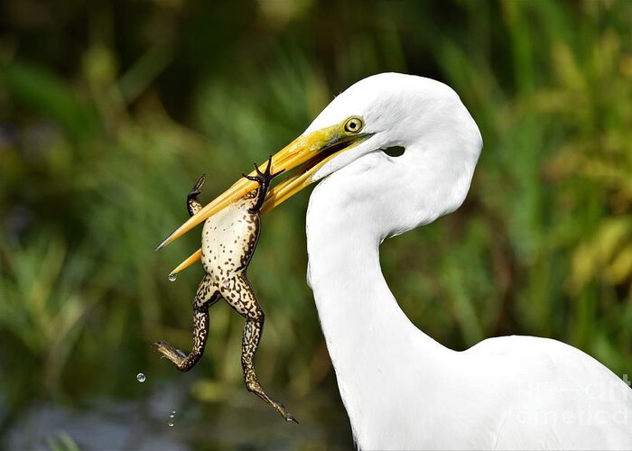 Great White Egret Greeting Card featuring the photograph Great Egret With Frog by Julie Adair