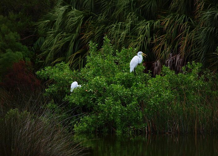 Great Egret Greeting Card featuring the photograph Great Egrets by James Granberry