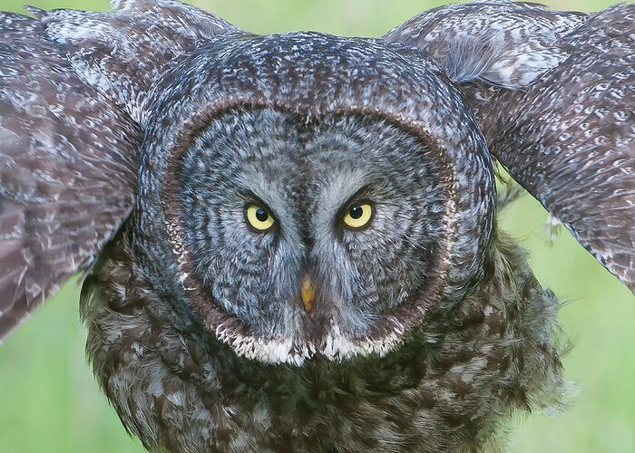 Mark Miller Photos Greeting Card featuring the photograph Great Gray Owl Flight Portrait by Mark Miller