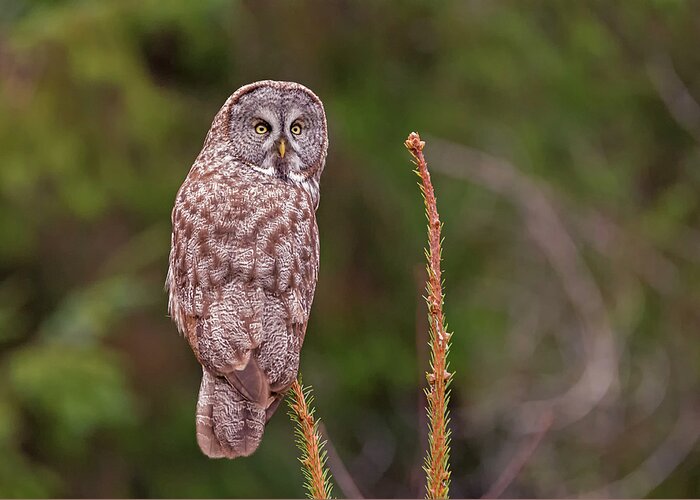 Loree Johnson Photography Greeting Card featuring the photograph Great Gray Owl Pose by Loree Johnson
