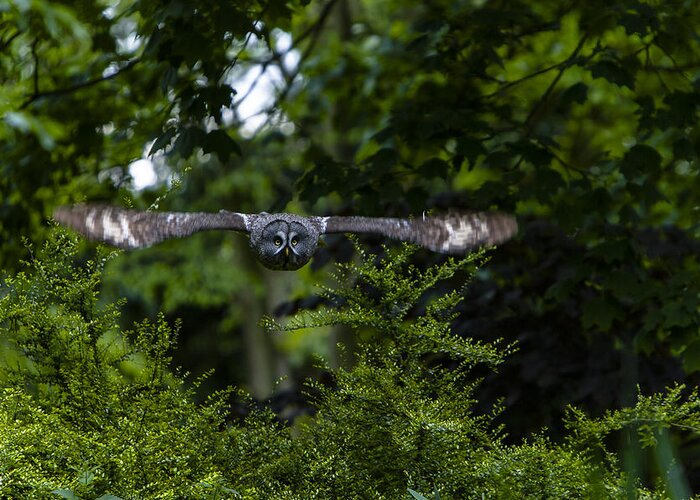 Great Grey Owl Greeting Card featuring the photograph Great Grey Owl in Flight by Andy Myatt