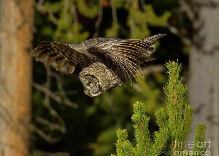 Owl Greeting Card featuring the photograph Great Grey Owl In Flight-Signed-#4116 by J L Woody Wooden