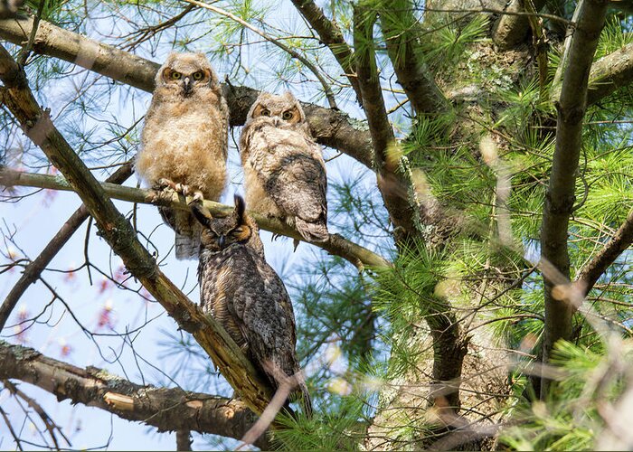 Great Horned Owl Greeting Card featuring the photograph Great Horned Owl Family by Darryl Hendricks