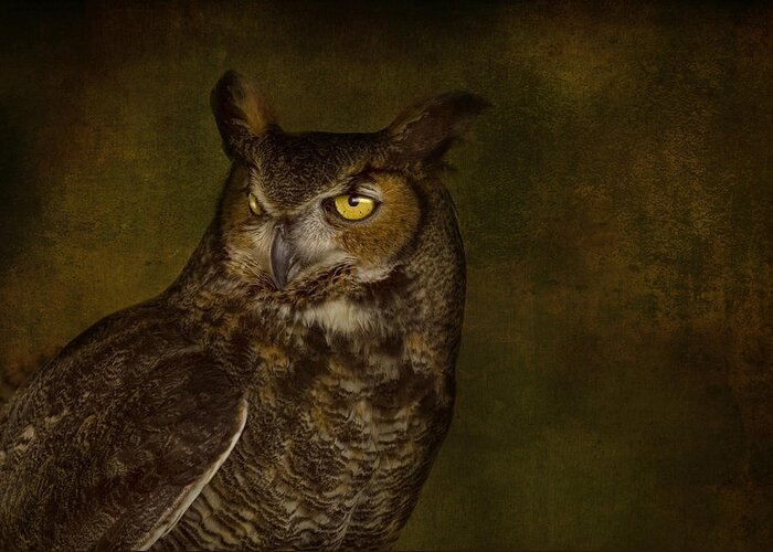 Great Horned Owls Greeting Card featuring the photograph Great Horned Owl by Pat Abbott