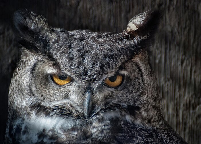 Animal Ark Greeting Card featuring the photograph Great Horned Owl by Rick Mosher