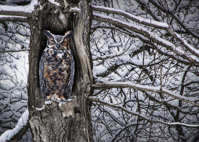 Nature Greeting Card featuring the photograph Great Horned Owl sitting in a Tree during a Snowstorm by Randall Nyhof