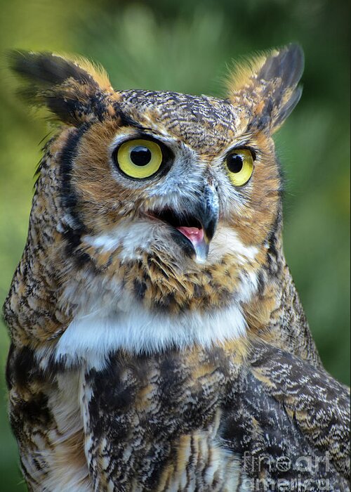 Great Horned Owl Greeting Card featuring the photograph Great Horned Owl Smiling by Amy Porter