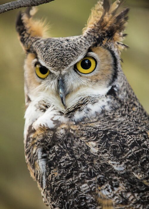 Owl Greeting Card featuring the photograph Great Horned Owl by Wesley Aston