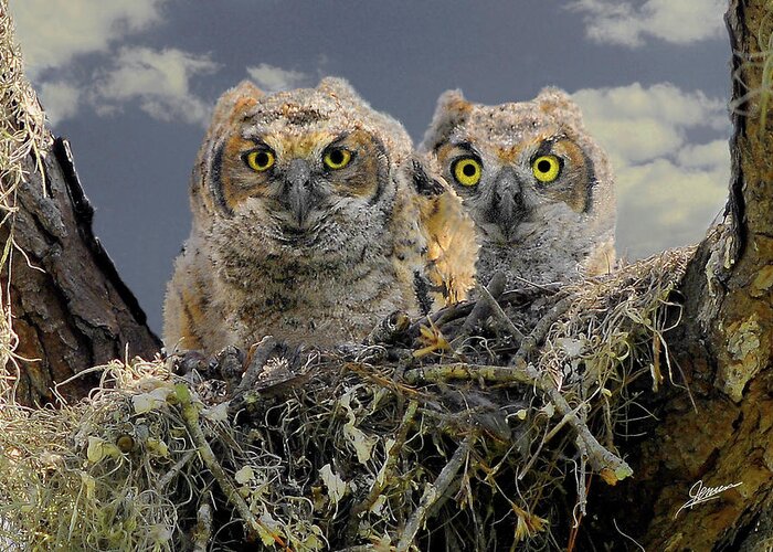 Nature Greeting Card featuring the photograph Great Horned Owlets by Phil Jensen