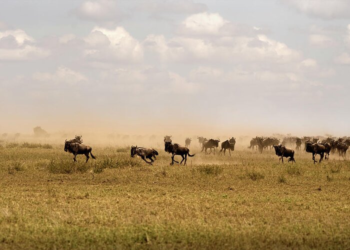 Migration Greeting Card featuring the photograph Great Migration by RicardMN Photography