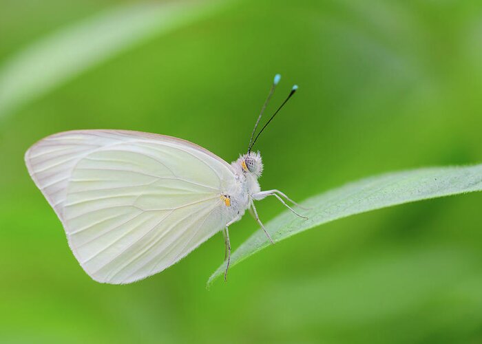 Butterfly Greeting Card featuring the photograph Great Southern White Butterfly by Artful Imagery