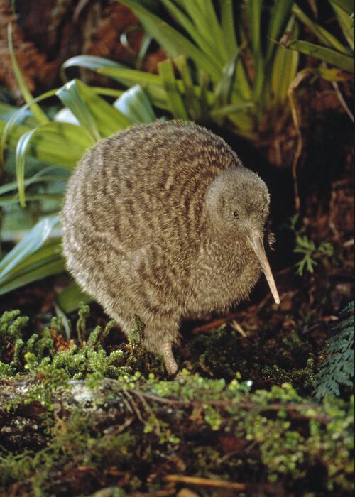 Mp Greeting Card featuring the photograph Great Spotted Kiwi Apteryx Haastii Male by Tui De Roy