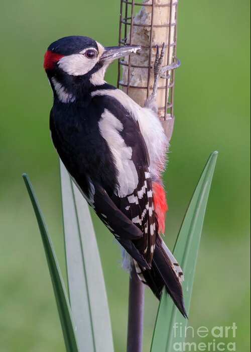 Woodpecker Greeting Card featuring the photograph Great Spotted Woodpecker 1 by Steev Stamford