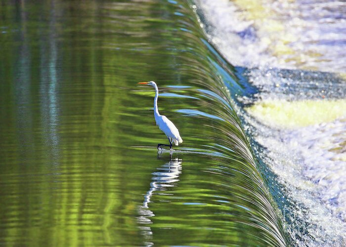 Egret Greeting Card featuring the photograph Great White Egret at the Falls 2730 by Jack Schultz