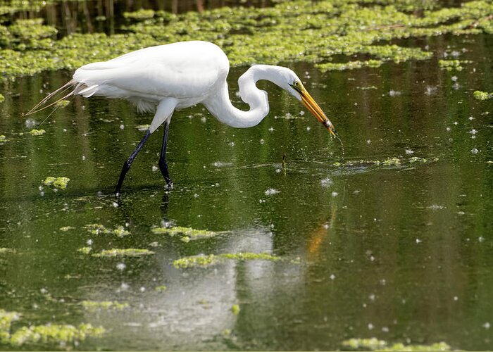 Great White Egret Greeting Card featuring the photograph Great White Egret Feeding by Sam Rino