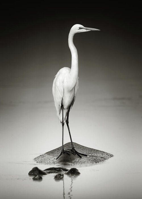 Egret Greeting Card featuring the photograph Great white egret on Hippo by Johan Swanepoel