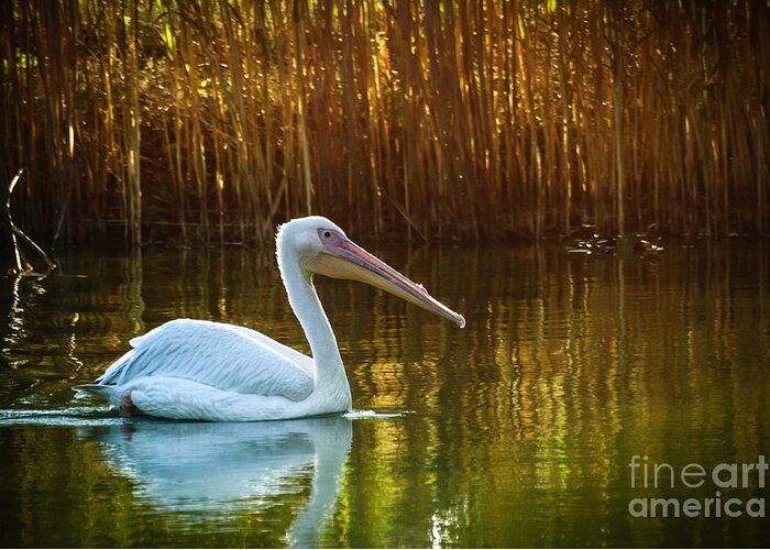 Birds Greeting Card featuring the photograph Great white pelican swimming on Lake by Dimitar Hristov