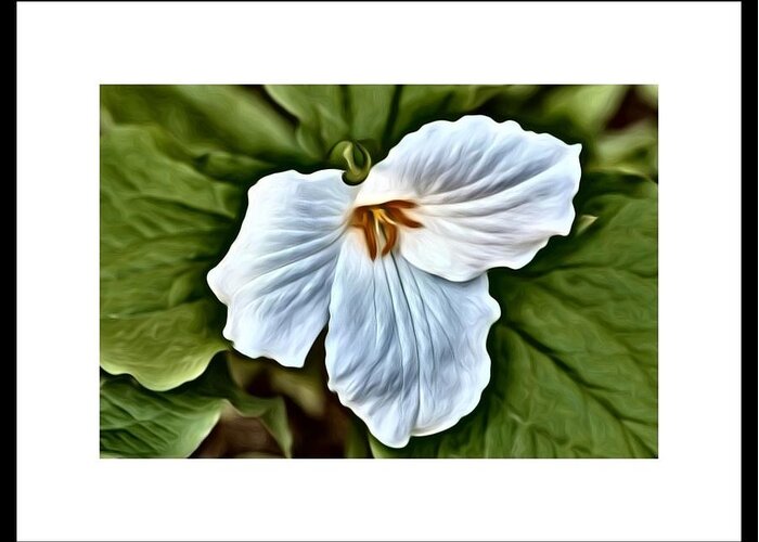 Trillium Greeting Card featuring the photograph Great White Trillium by Kimberly Woyak