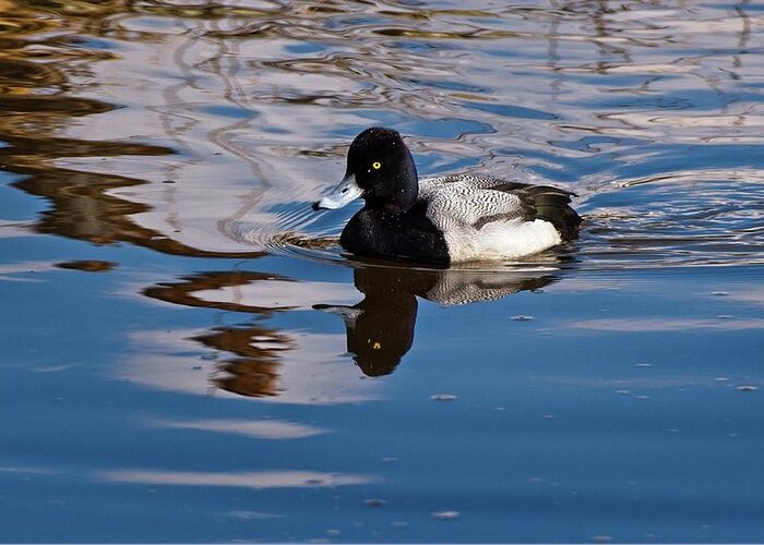 Greater Scaupe Greeting Card featuring the photograph Greater Scaupe by Allan Van Gasbeck