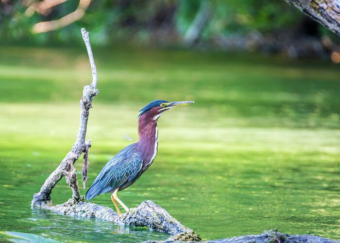 Green-backed Heron Greeting Card featuring the photograph Green Backed Heron by Pamela Williams