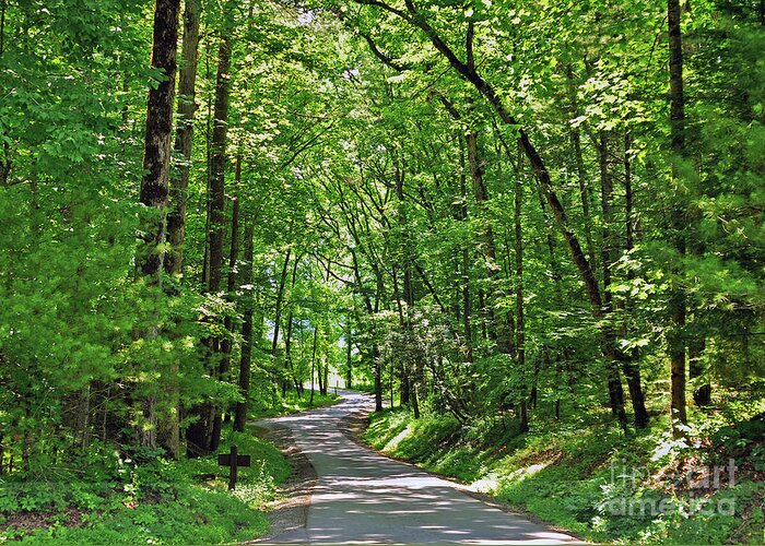 Woods Greeting Card featuring the photograph Green Beauty In The Cove by Lydia Holly