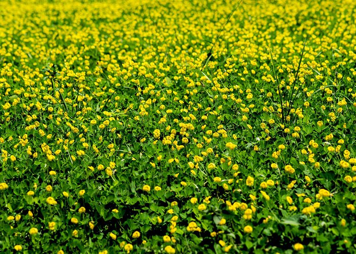 Field Greeting Card featuring the photograph Green Field of Yellow Flowers by Totto Ponce