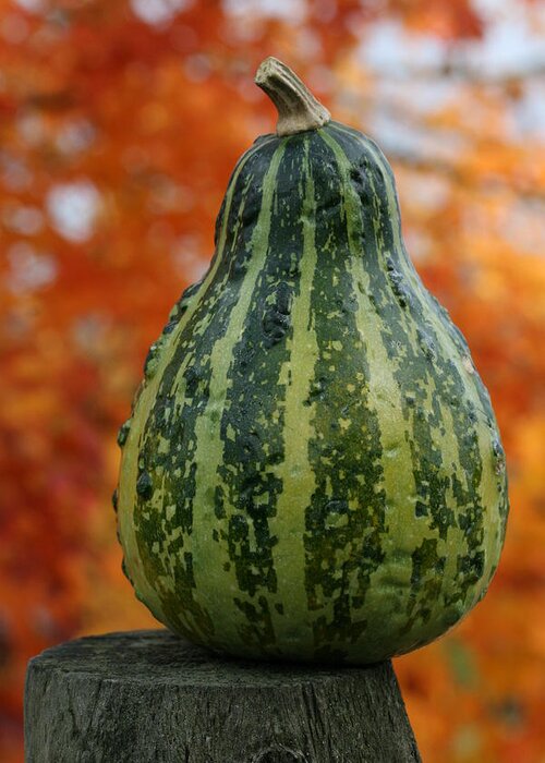 Gourd Greeting Card featuring the photograph Green Gourd Balance by Tammy Pool