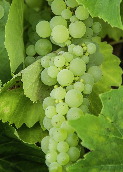 Wine Greeting Card featuring the photograph Green Grapes and Leaves by Susan Bandy