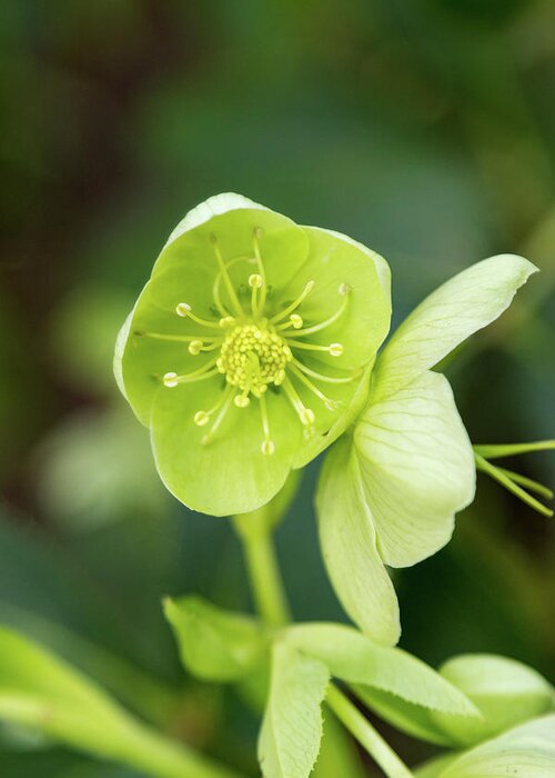 Hellebore Greeting Card featuring the photograph Green Hellebore by Aashish Vaidya