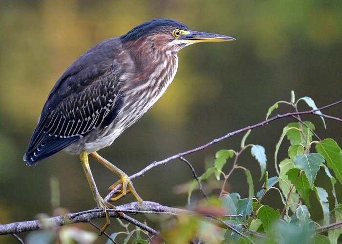 Green Heron Greeting Card featuring the photograph Green Heron by Colleen Phaedra