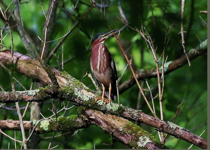 Birds Greeting Card featuring the photograph Green Heron by Kevin Craft