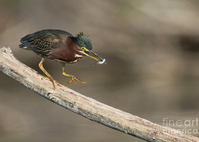 Heron Greeting Card featuring the photograph Green Heron with fish by Bryan Keil