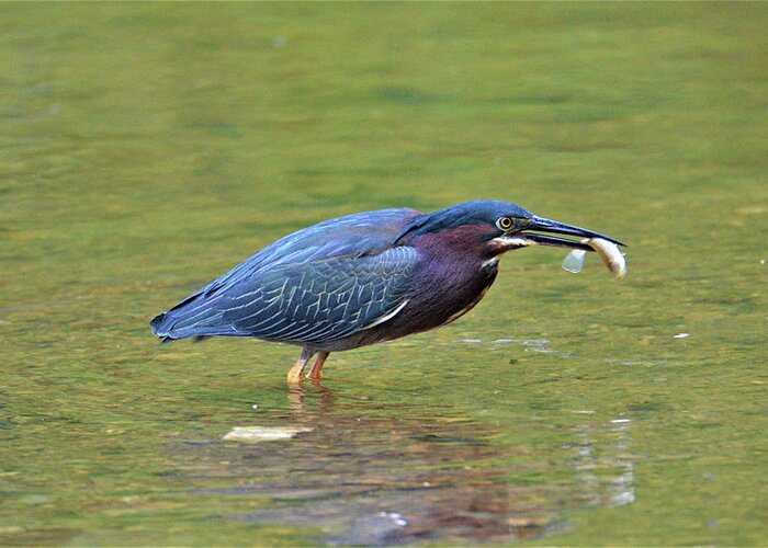 Green Heron Greeting Card featuring the photograph Green Heron with Fish by Kathy Kelly