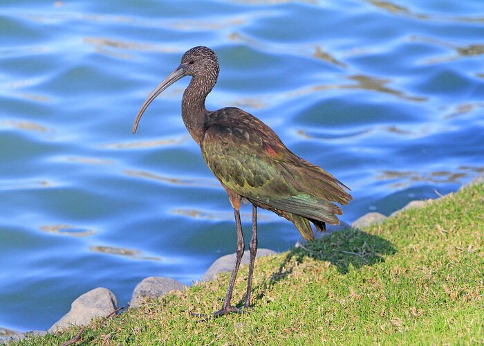 Ibis Greeting Card featuring the photograph Green Ibis 9 by Shoal Hollingsworth