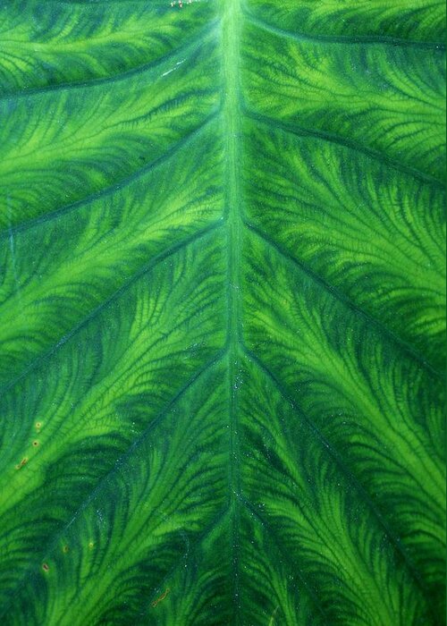 Green Greeting Card featuring the photograph Green Leaf by Alma Yamazaki