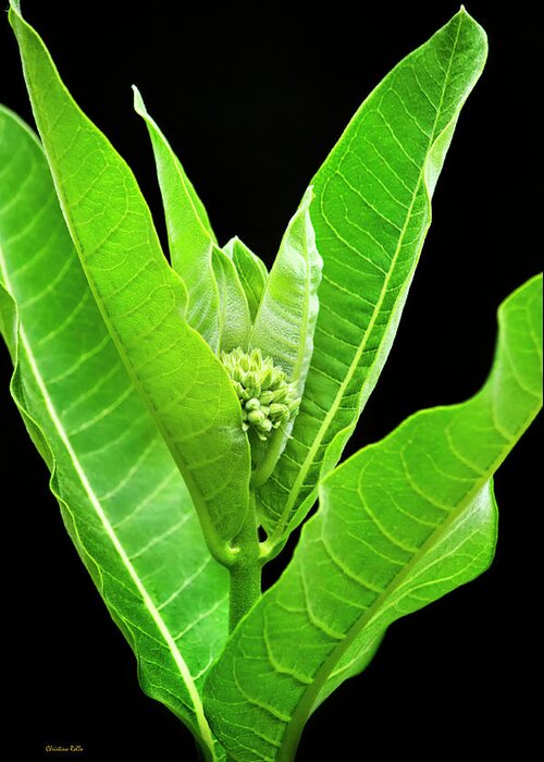 Milkweed Greeting Card featuring the photograph Green Milkweed Plant Art by Christina Rollo