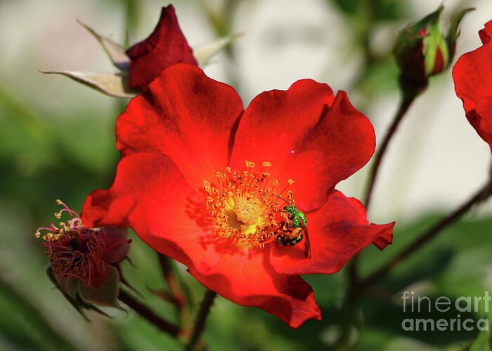 Red Rose Greeting Card featuring the photograph Green On Red by Christiane Schulze Art And Photography