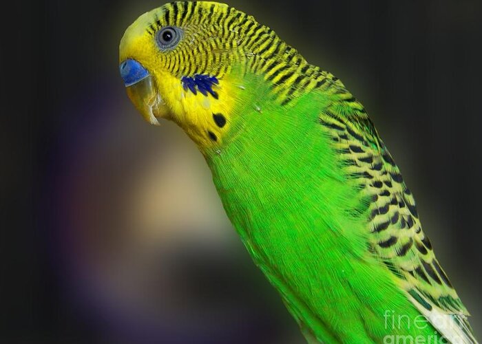 Bird Greeting Card featuring the photograph Green Parakeet Portrait by Jai Johnson