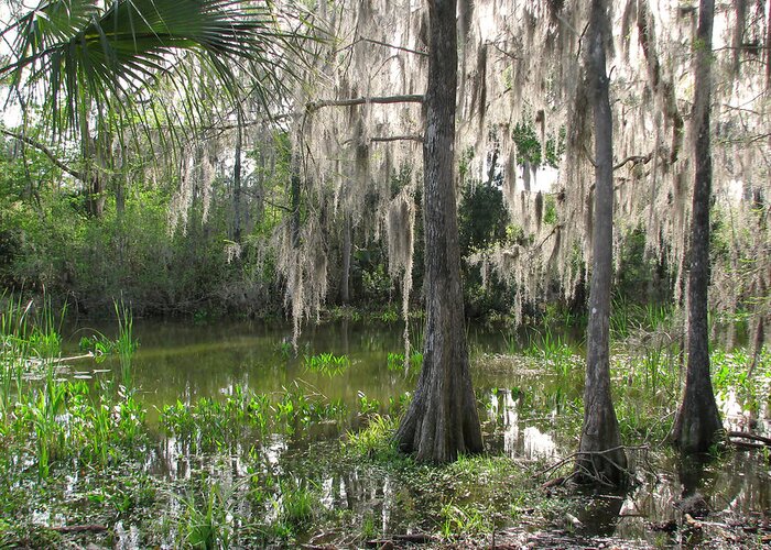 Nature Greeting Card featuring the photograph Green Swamp by Peggy Urban