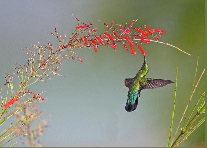 2016 Greeting Card featuring the photograph Green-throated Carib by Jean-Luc Baron