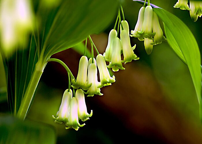 Floral Greeting Card featuring the photograph Green White Bells by JoAnn Lense